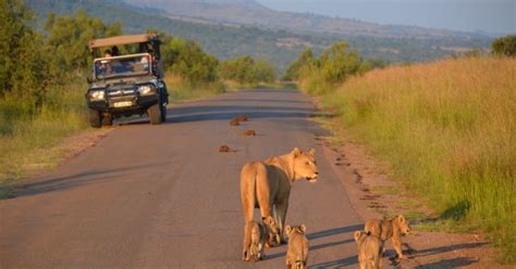 Safari Tours South Africa | Pilanesberg National Park