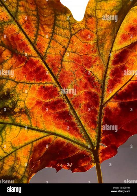 Fall leaf closeup Stock Photo - Alamy