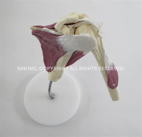 Shoulder Stand Model A - SINI Medical Simulation