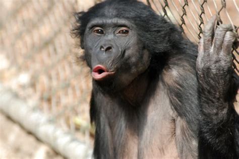 Bonobos Join Chimps as Closest Human Relatives | Science | AAAS