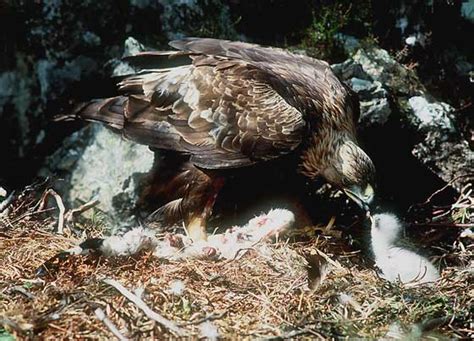 Golden-Eagle-Feeding-Chick- – Focusing on Wildlife