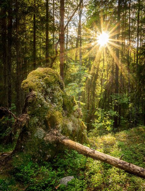 Finland has some amazing forests. Repovesi National Park, Finland [1995x2623] | Scenery ...