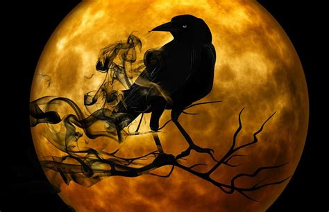 HD wallpaper: Crow standing on Branch in front of full moon scary Halloween Scene | Wallpaper Flare