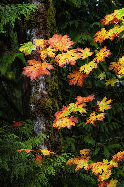 Fall Colors in Washington State Photograph by Michael Ash | Fine Art America