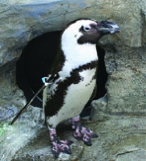 Endangered African Penguins on Display at Maritime Aquarium | Norwalk ...