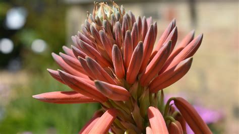 Aloe polyphylla - Cambridge Botanic Garden