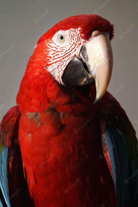 Premium Photo | Scarlet macaw