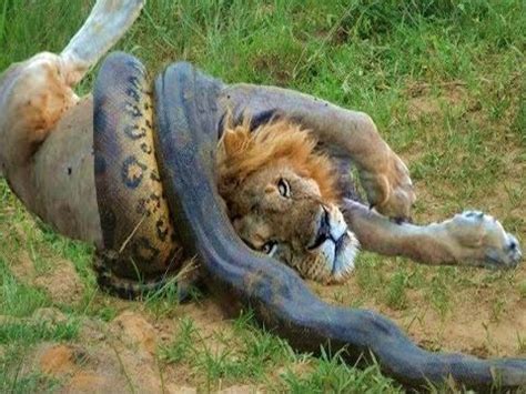 Python Snake Eating Lion - img-Abha