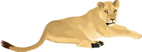 Real Lion Clipart Images
