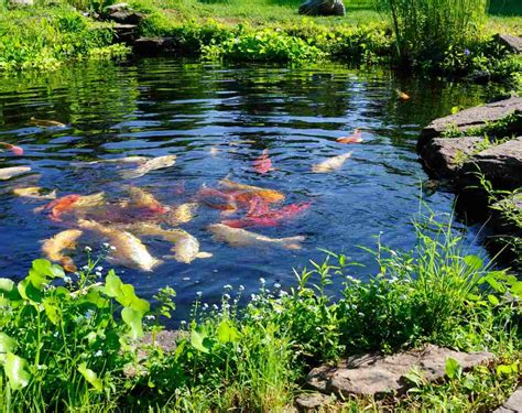 Small Fish Pond Design Ideas