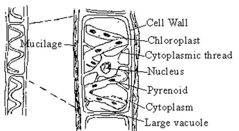 What is Spirogyra? (Characteristics, Classification, and Structure ...