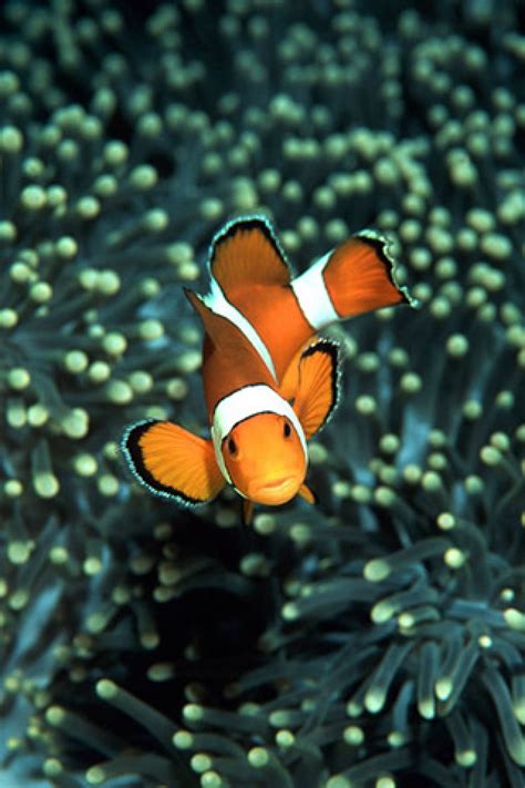 🔥 [0+] Clown Fish Wallpapers HD | WallpaperSafari