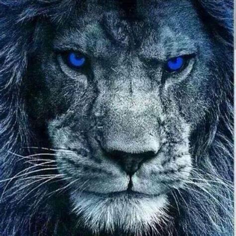 Blue Eyes | Lions, Lion pictures, Lion