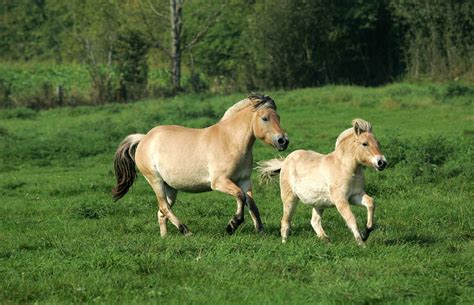 Norwegian Fjord Horse, Norwegian Fjord Horse Freshness Earth Stock Photo 164930712, Norwegian ...