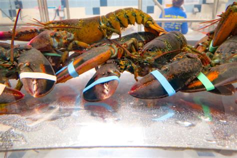 Best Lobster Tank Stock Photos, Pictures & Royalty-Free Images - iStock