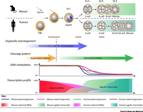 A Maternal Functional Module in the Mammalian Oocyte-To-Embryo Transition: Trends in Molecular ...