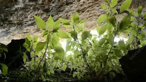 Plants in a cave - Stock Video Clip - K003/9091 - Science Photo Library