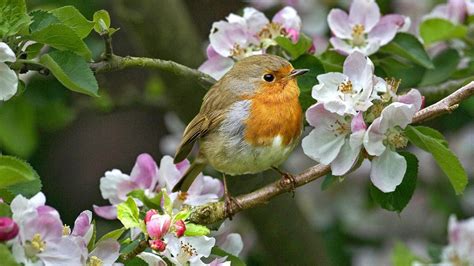 Fond d'écran : la nature, branche, faune, fleur, printemps, oiseau, flore, Fleur sauvage ...