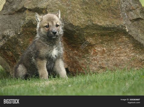 Grey Northwestern Wolf Image & Photo (Free Trial) | Bigstock