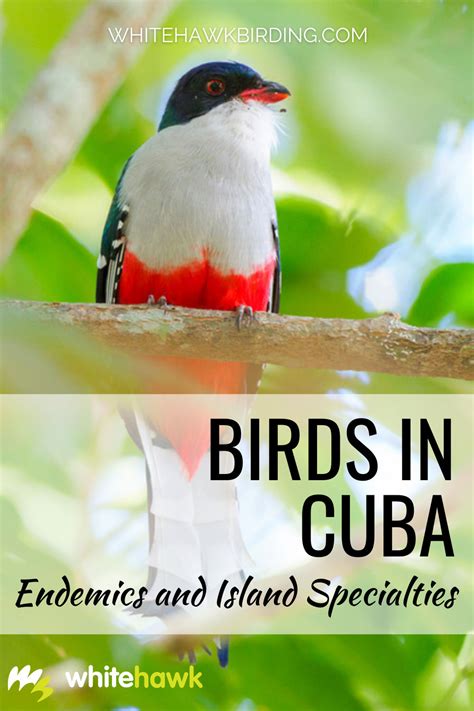 Birds in Cuba | Birding in Cuba | Whitehawk Birding Blog