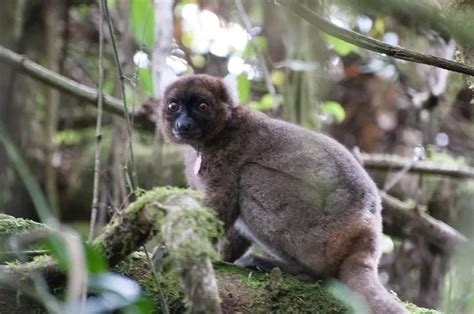 Greater Bamboo Lemur: Why Is It Endangered?