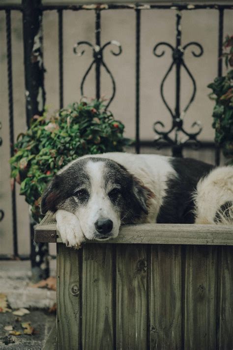 What To Do With A Dog That Bites Their Owner | Ruff House Dog Training