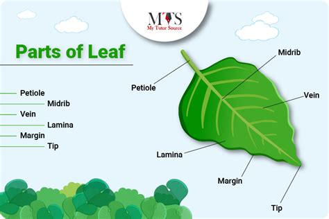 Parts of a Leaf and Their Life Saving Functions