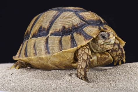 Egyptian Tortoise - A-Z Animals