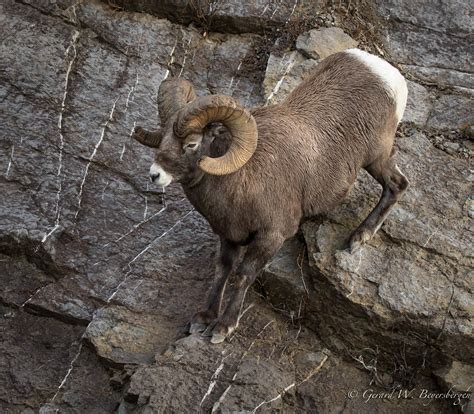 Rocky Mountain Bighorn Sheep Wallpapers - Top Free Rocky Mountain Bighorn Sheep Backgrounds ...