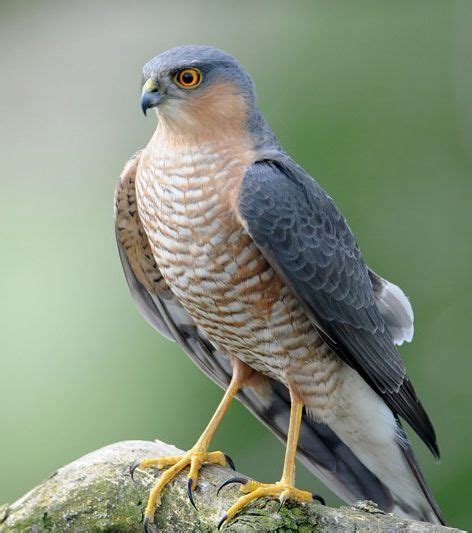 Sparrowhawk | British birds of prey, Sparrowhawk, Wild birds