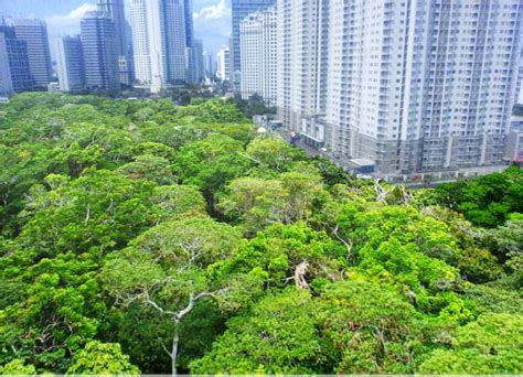 Hutan Kota Sebagai Ruang Terbuka Hijau – Keluarga Mahasiswa Manajemen Hutan