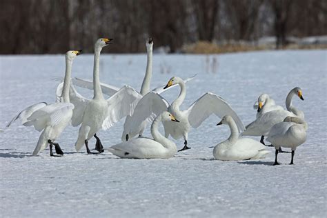 Whooper Swan | Interesting animals, Animals, Birds