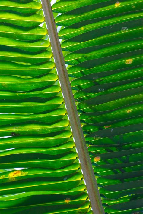 Palm Tree Leaf Pattern Free Stock Photo - Public Domain Pictures
