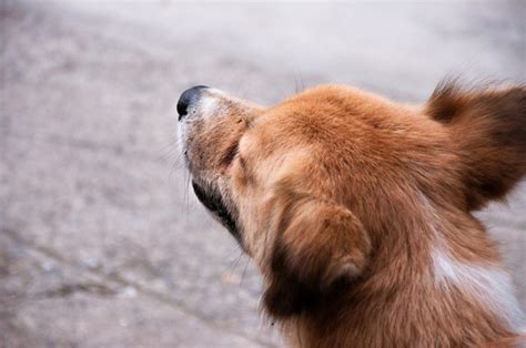 What Your Dog's Facial Expressions Really Mean in Dog Body Language