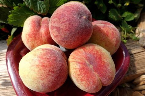 My 4 favorite peach varieties – Sara's Kitchen Garden