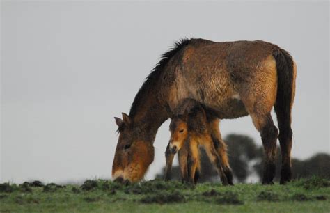 Four Przewalski's Horse foals born this year - Monarto Zoo