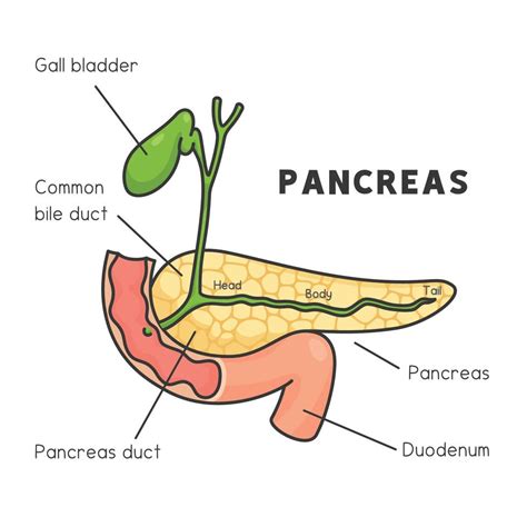 pancreas and gallbladder protruding from the small intestine diagram ...