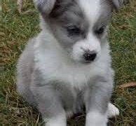 Corgipoo (Corgi X Poodle Mix) Info, Temperament, Training, Puppies, Pictures