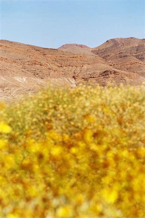 Death Valley Superbloom