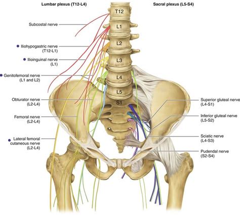 lumbar and sacra plexi | Medical illustration, Anatomy and physiology ...