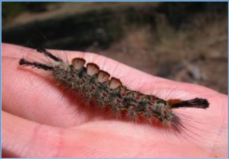 Outbreak of Douglas-Fir Tussock moth across Flathead Reservation | News | charkoosta.com