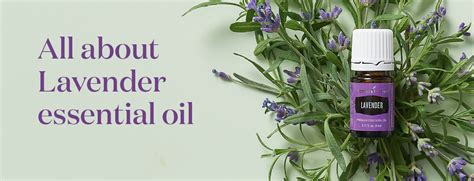 All About Lavender Essential Oil • Abundance in Simplicity