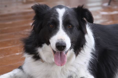 Knotty Pine Ranch: Male Border Collie for Adoption