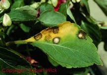 Greenhouse & Floriculture: Impatiens Necrotic Spot Virus and Tomato Spotted Wilt Virus | UMass ...