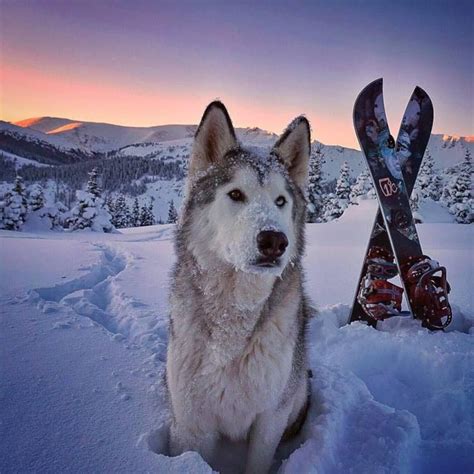 Husky Arctic Wolf Malamute Mix