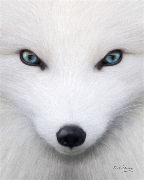 Arctic Fox | Albino animals, Arctic fox, Arctic animals