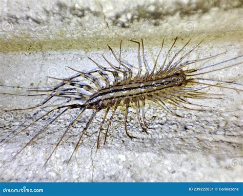 Scutigera coleoptrata stock image. Image of scutigera - 239222831