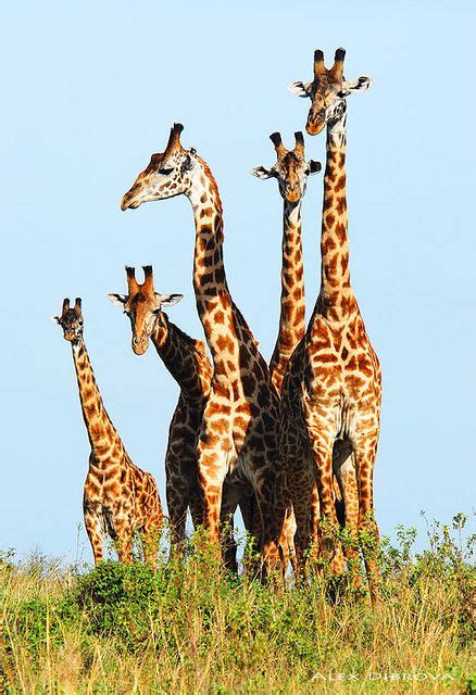 Family of giraffes | Giraffe pictures, Giraffe, Giraffe family