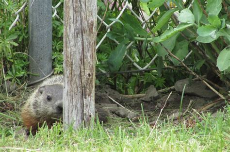 Groundhog Removal Methods - What Really Works - A Tremendous Home