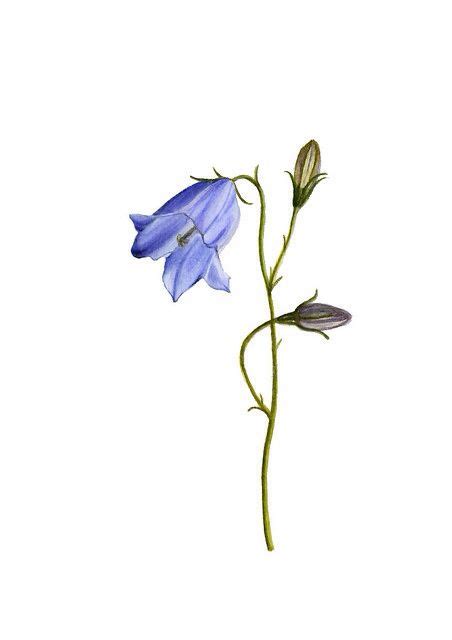 Harebell | Botanical flowers print, Bluebell tattoo, Watercolor flowers ...